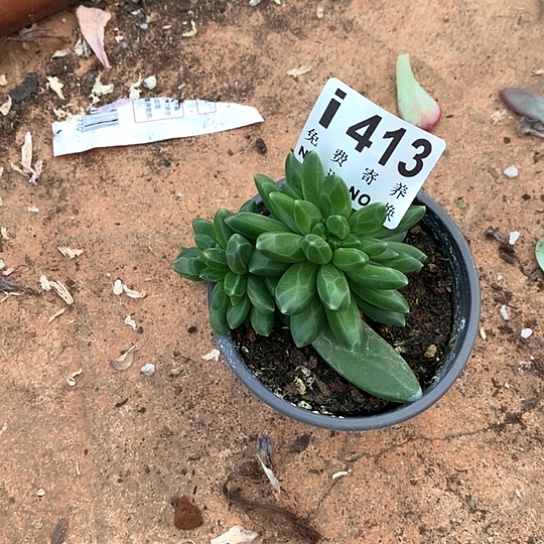 箜***美人缀化413 亏本处理 退款拉黑7-8天发货