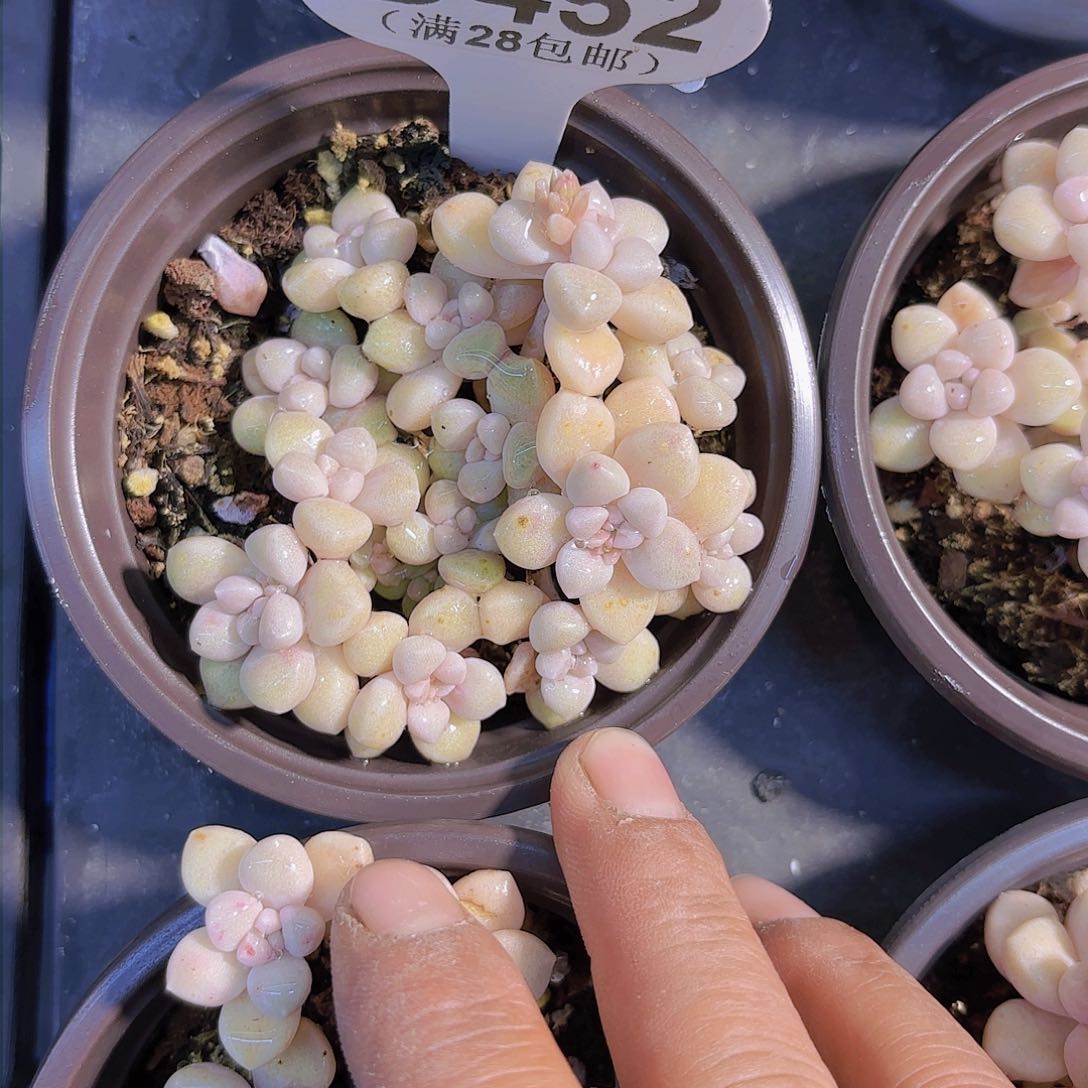 D452丸叶姬秋丽一物一拍