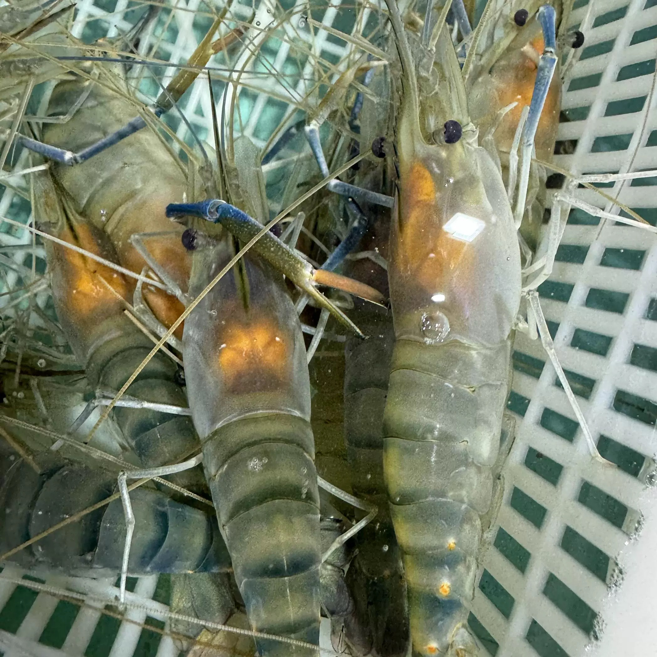 带膏罗氏虾大头虾草虾15条左右/斤