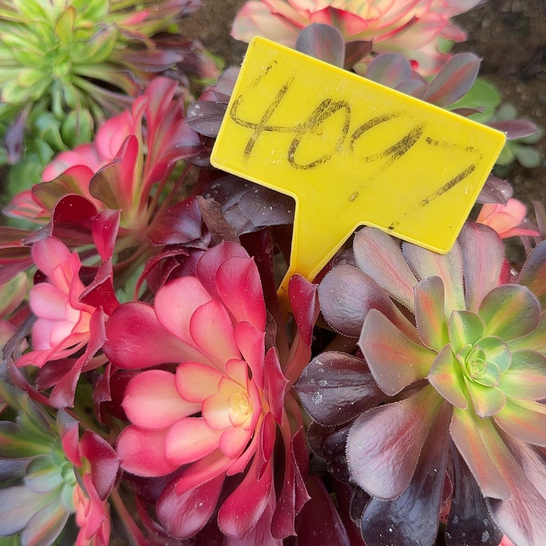 ︶***豆4097---多头多肉植物美杜莎