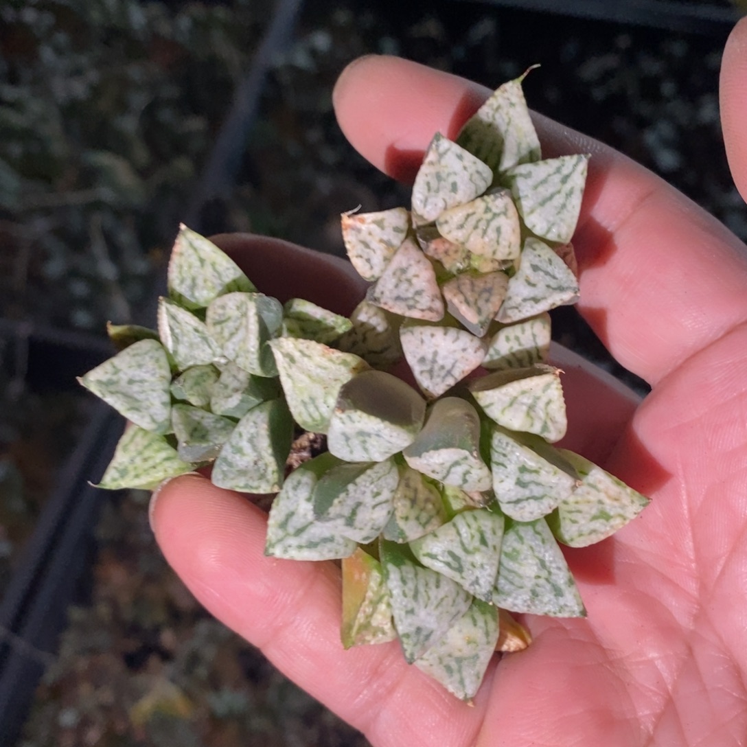 2420 一颗中潘多拉魔盒 双蛋整点福利