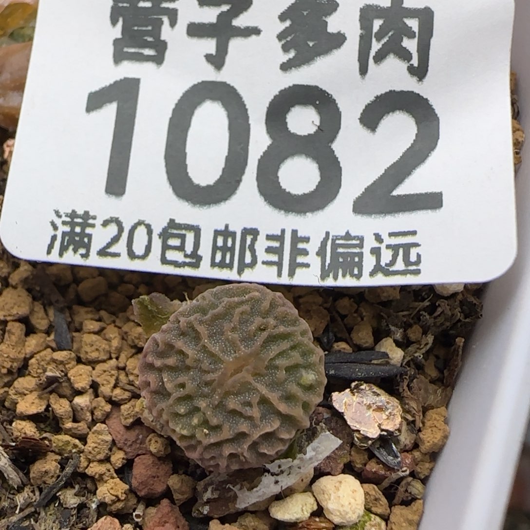 超烧DT7778.   脱土。     