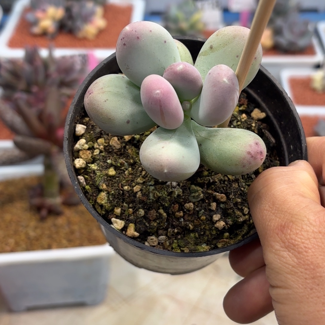 1203多肉植物屁桃单头