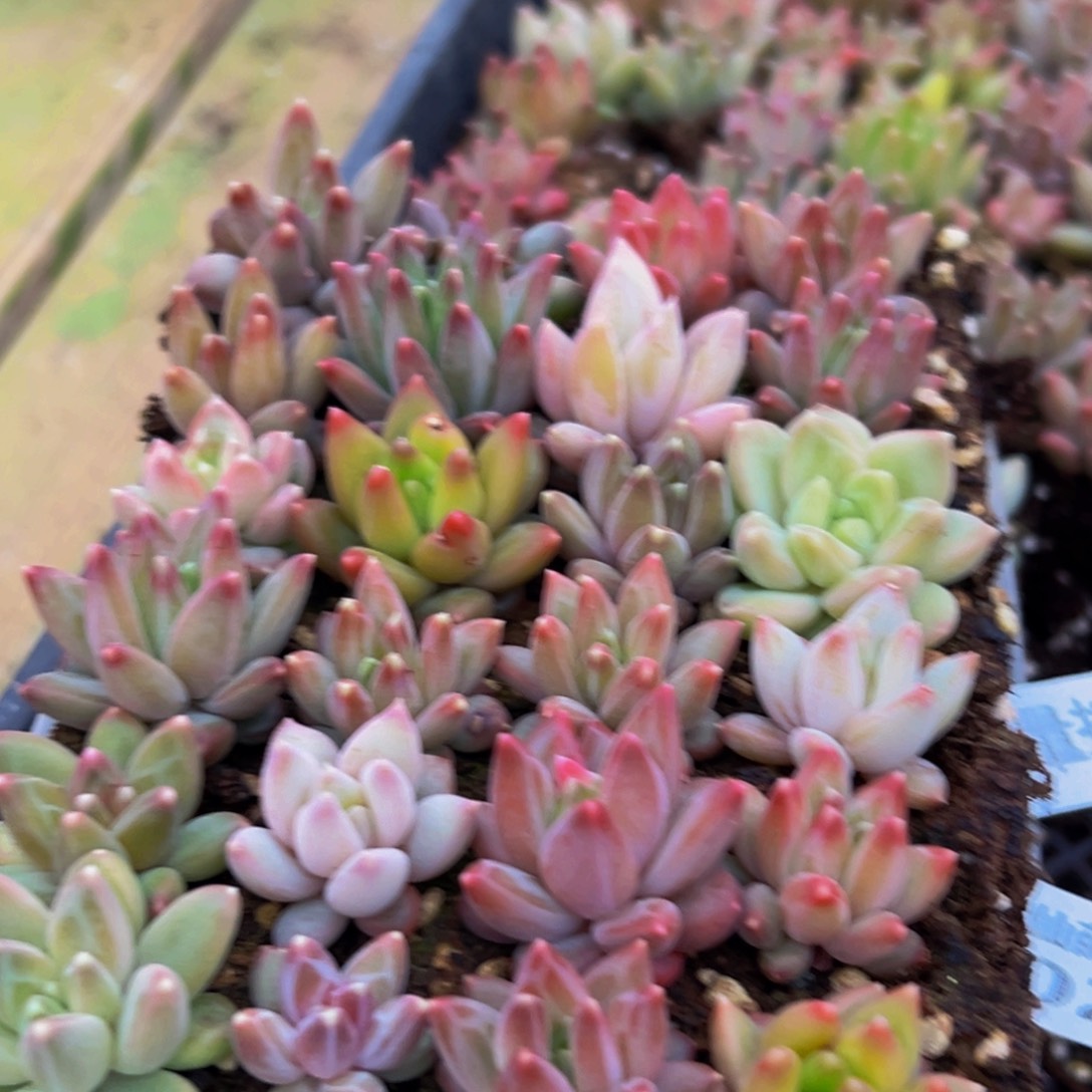 029多肉植物量拍一盒保底24颗