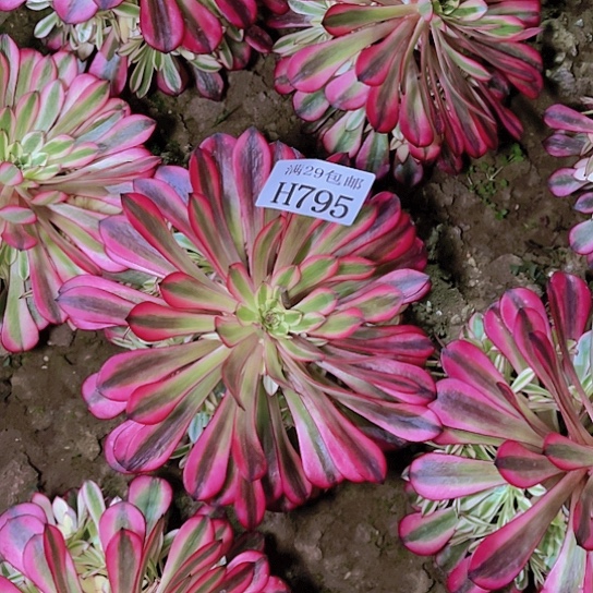 795黑桐白多肉植物