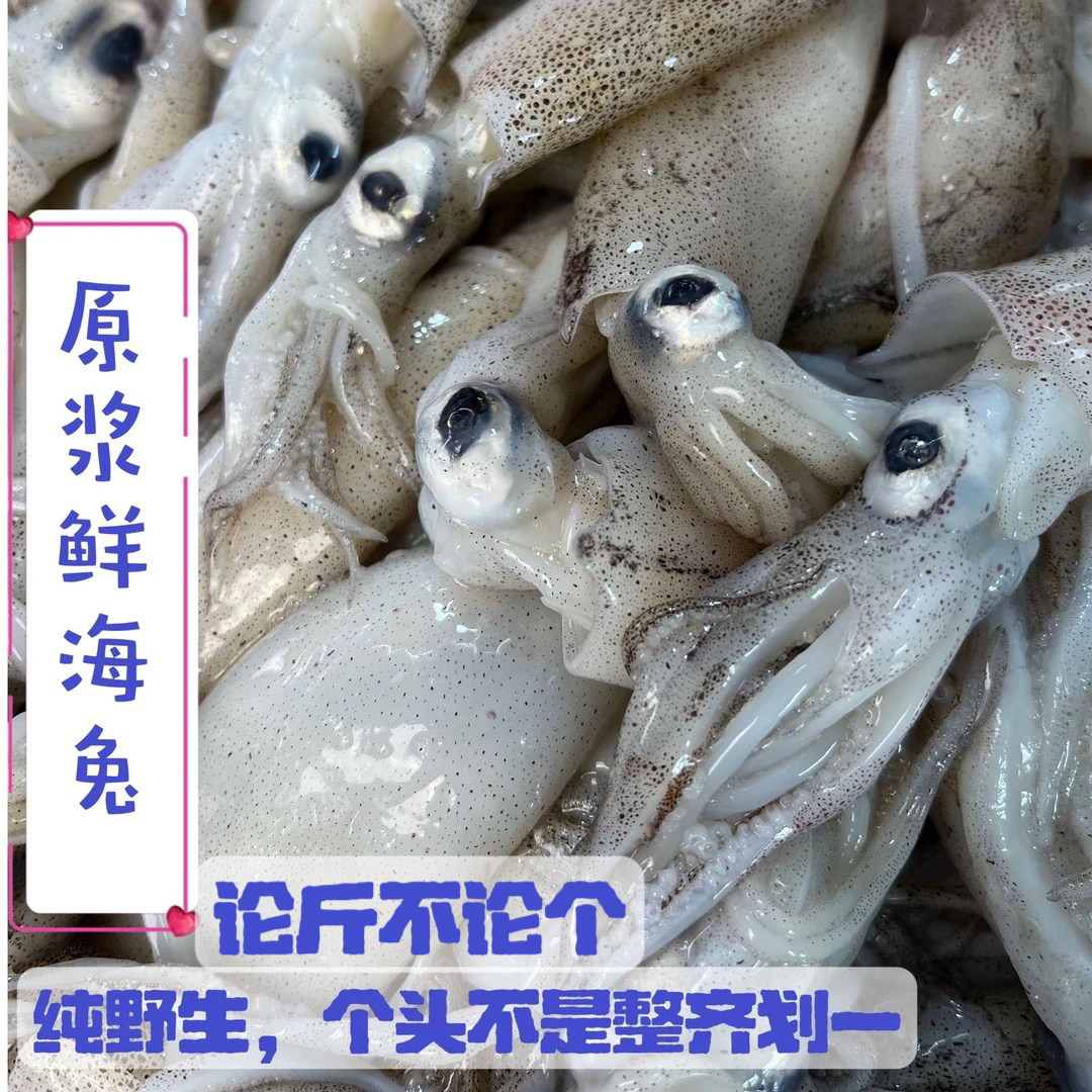 Y【推荐白灼】精品原浆海兔少籽【不泡水】约15只/斤无冰净重
