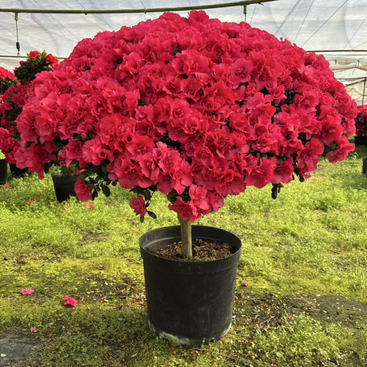 【精品杜鹃花】四季好养护杜鹃花室内外盆栽地栽一物一拍顺丰包邮
