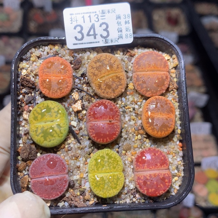 精品生石花113.343