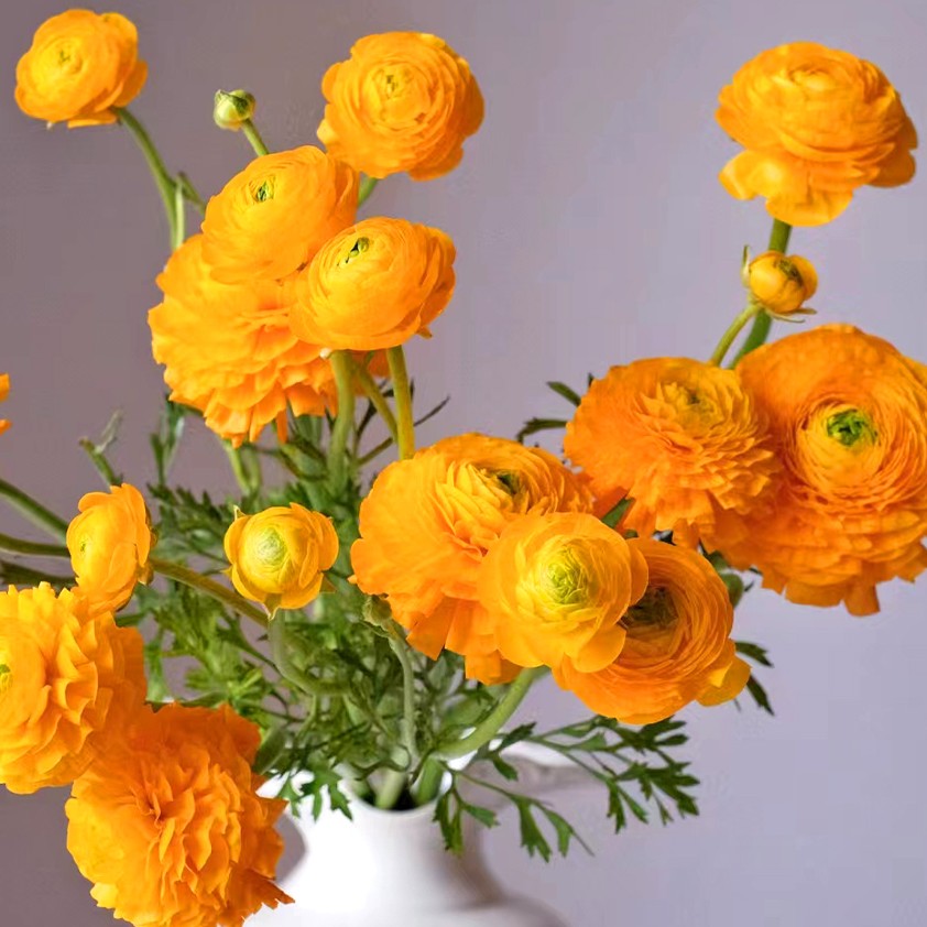 【花梦鲜花】爆款橙色洋牡丹云南鲜花直发 全店任意三单免运费