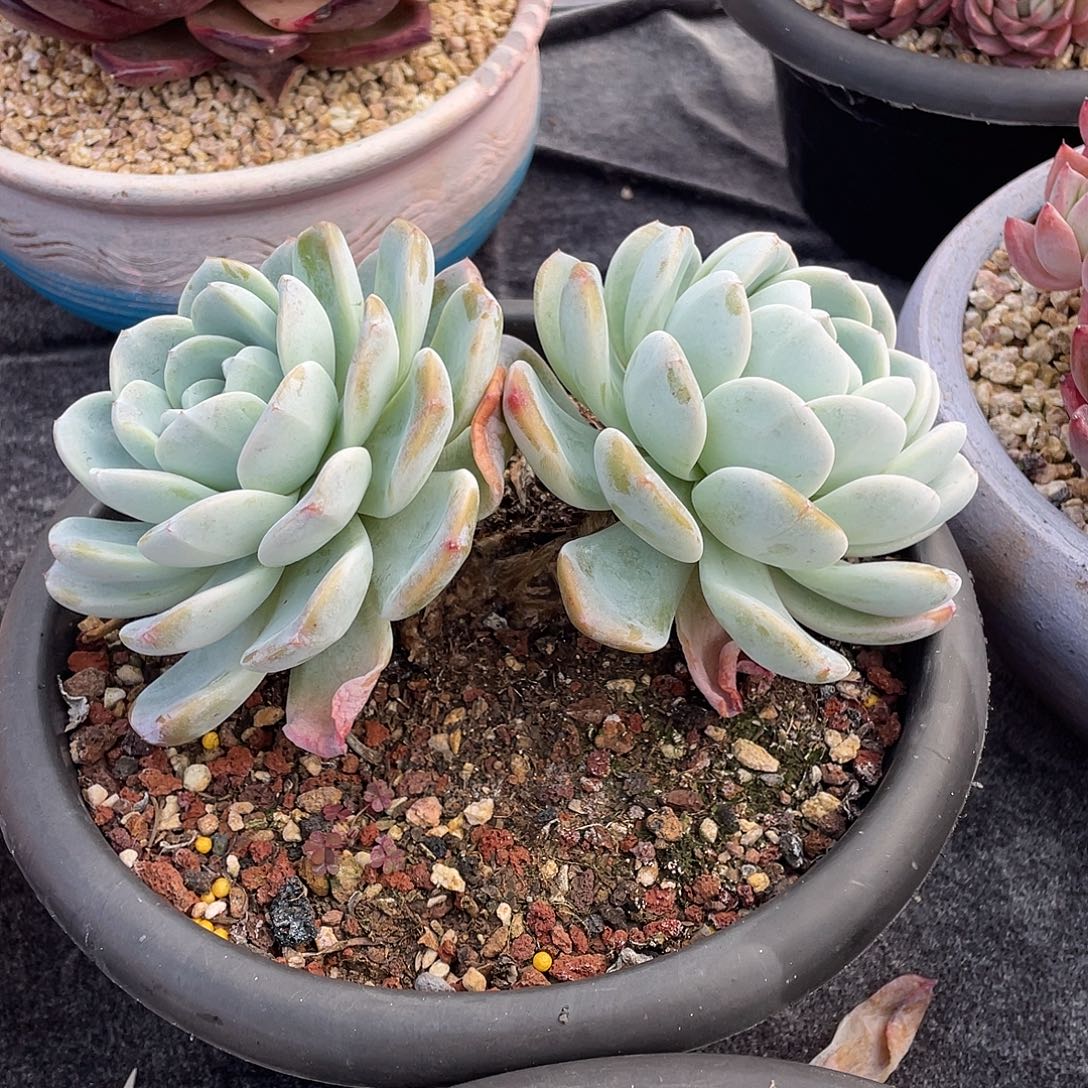 多肉植物一物一拍