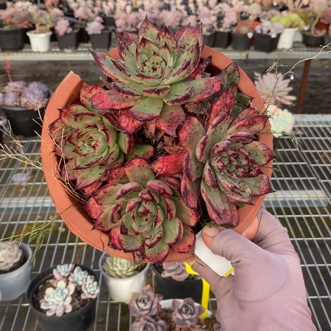 6048斗牛士老桩一物一拍