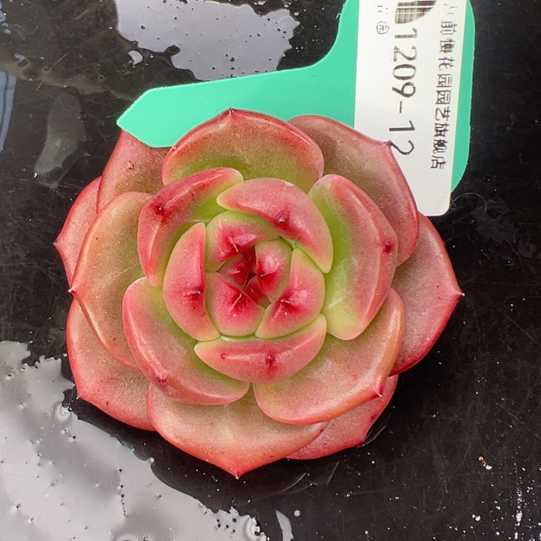 从前慢花园多肉编号1209-12