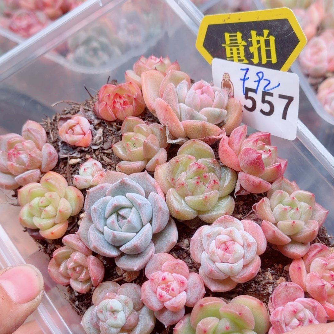 多肉植物多肉植物
