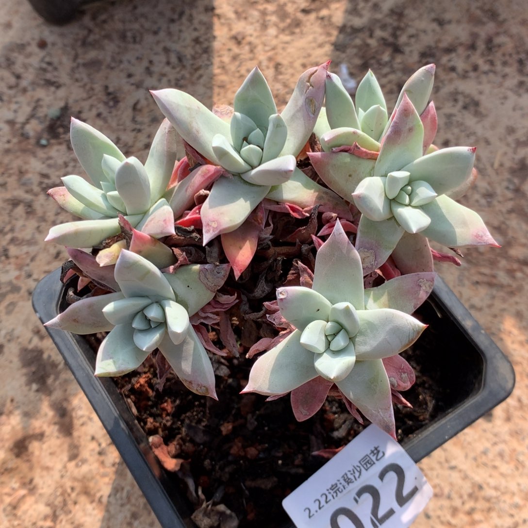 漫***慢法瑞诺莎，多肉植物