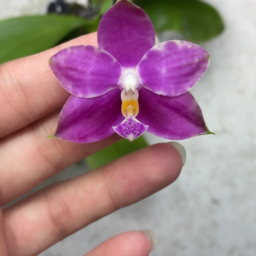 当前无花朵，栽培后可花朵A245yss1211