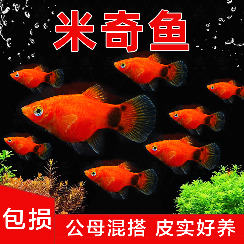 【30条米奇鱼】淡水鱼热带鱼米奇鱼灯科鱼胎生鱼繁殖生小鱼易活好养