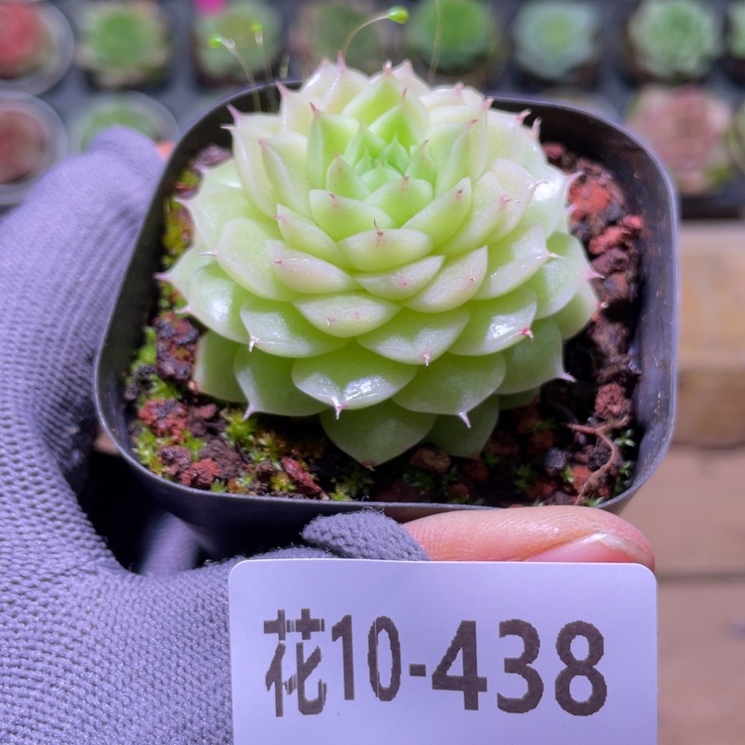 花利美10-438麦秆