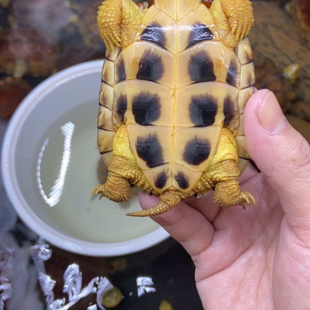 龟***类不分公母绿毛龟水锈小青