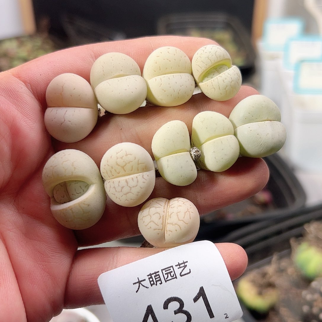 0000431 一物一拍……