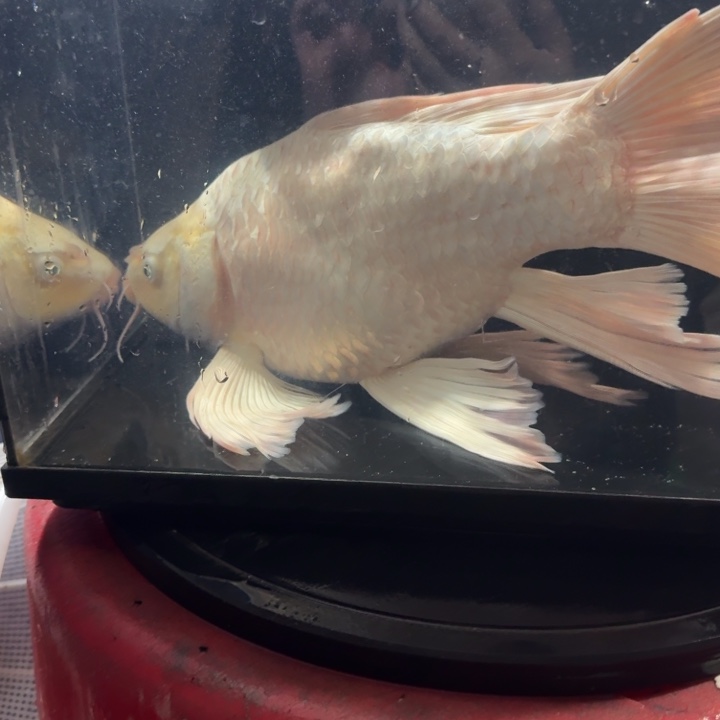 蝴蝶鲤鱼蝴蝶鲤包邮150