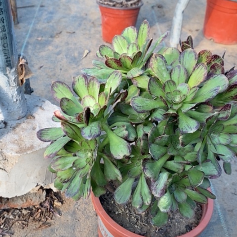 ｖ锦多肉植物023、