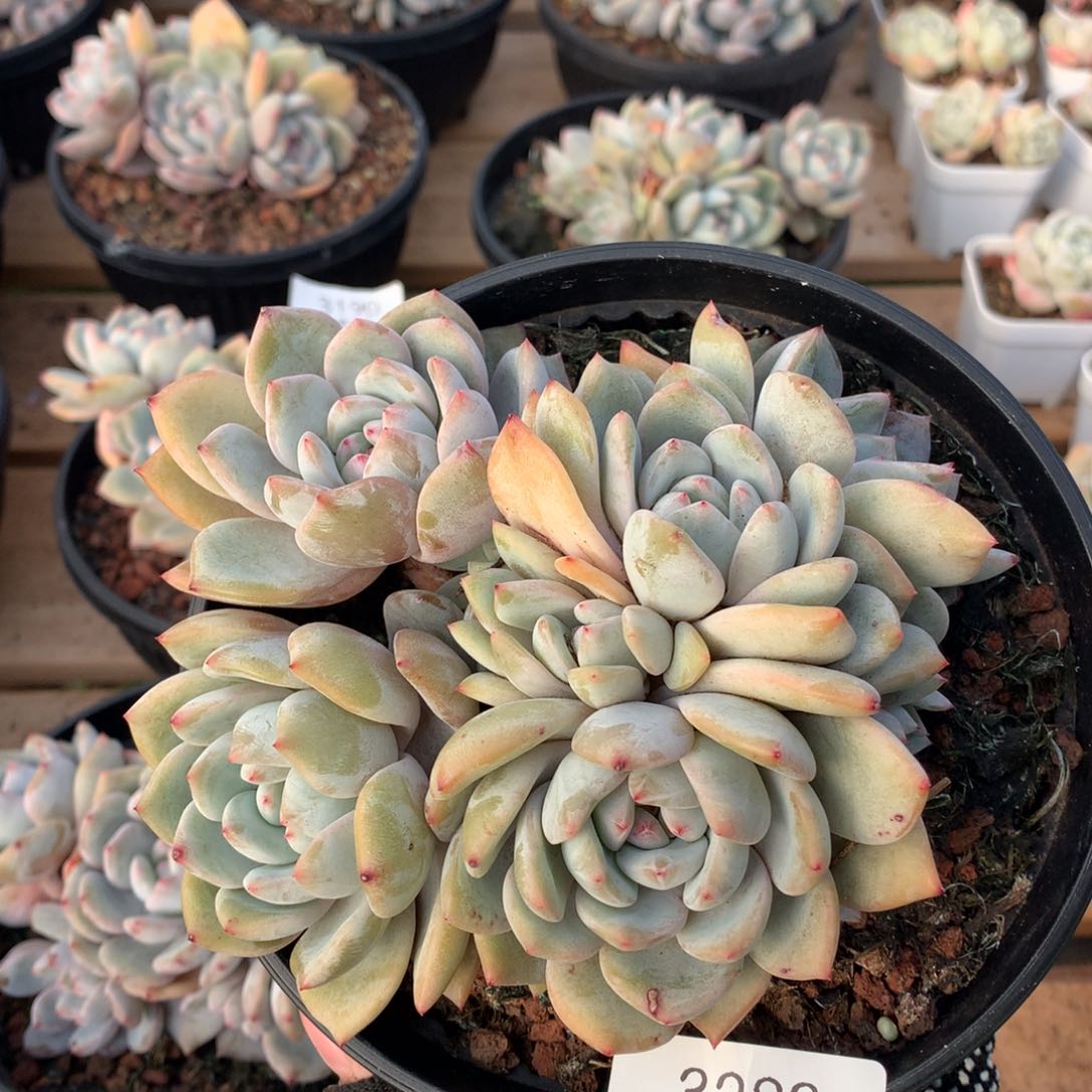 13厘米九头无砍石榴籽3283