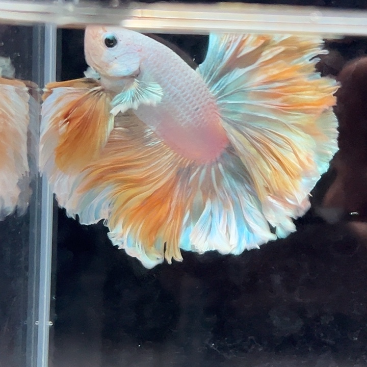 斗鱼17号天鹰芒果黄大花瓣