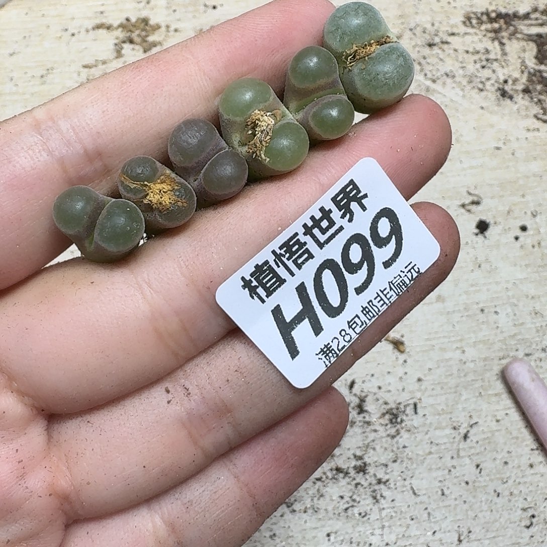 多肉植物的人生fgh