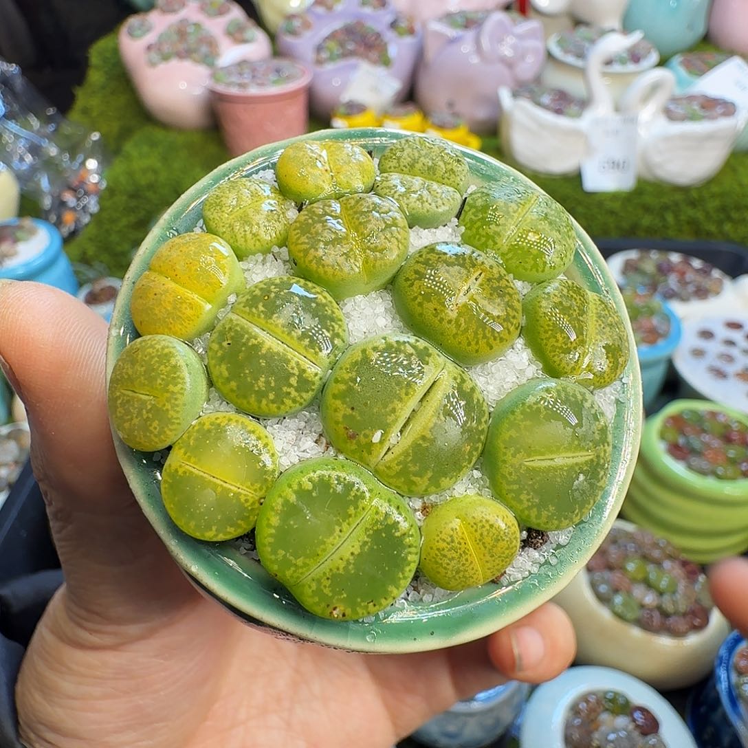 多肉植物福利冲723