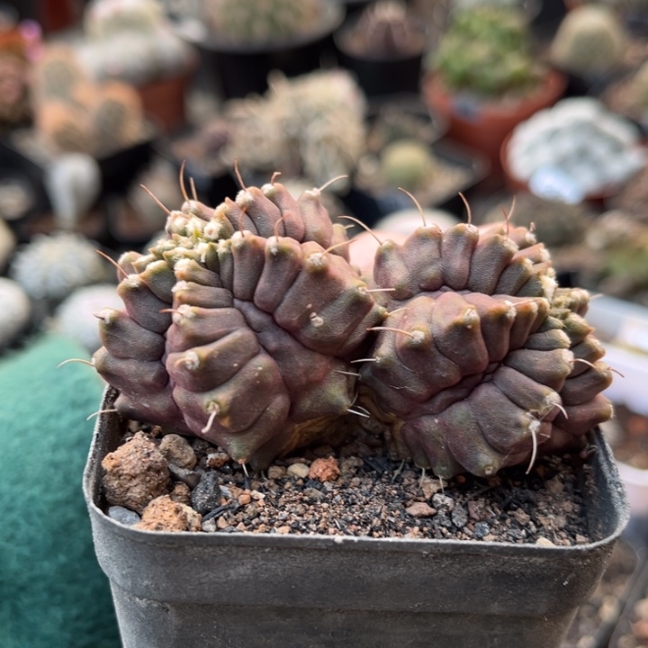 仙人球一物一拍自根