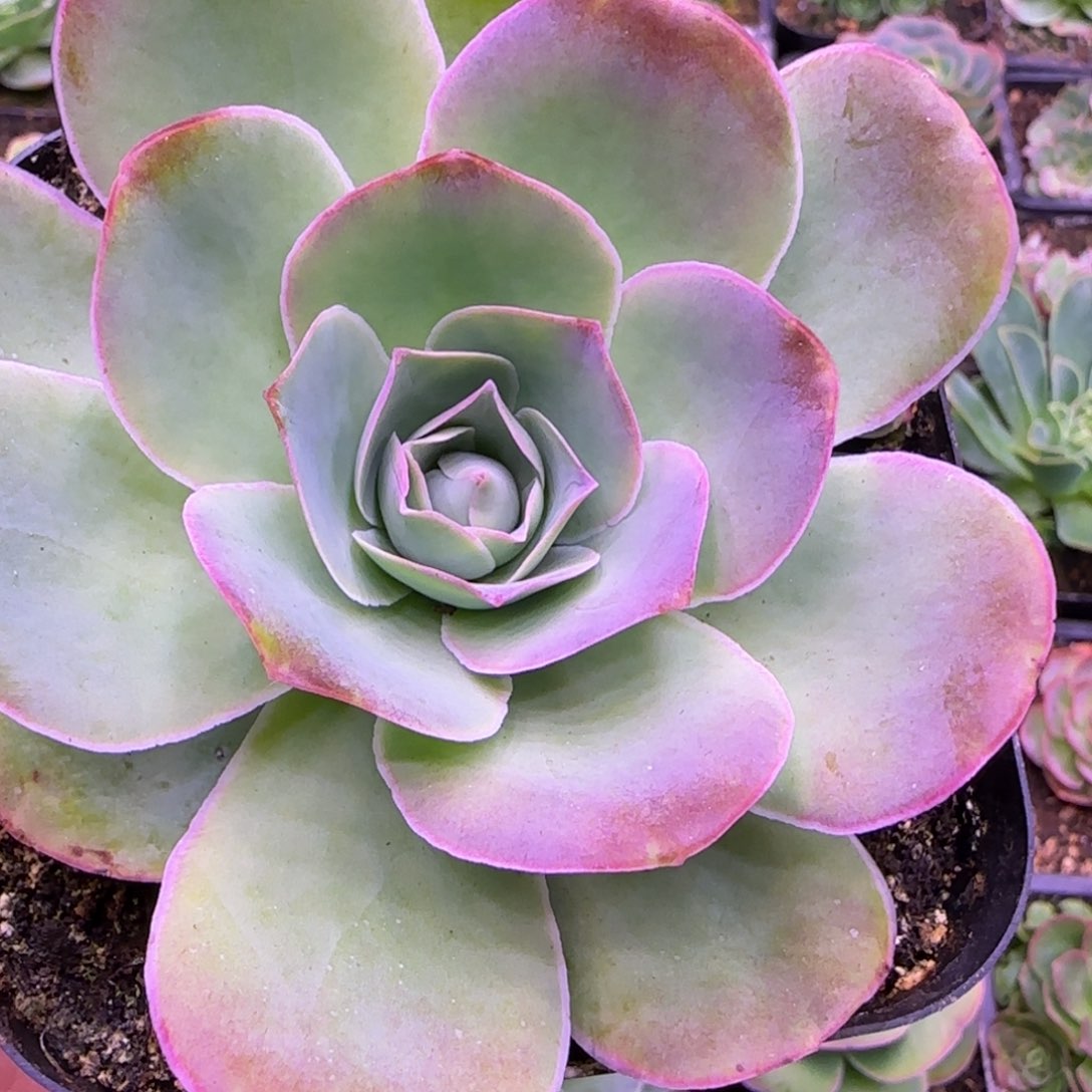 10厘米玫瑰12424427242242