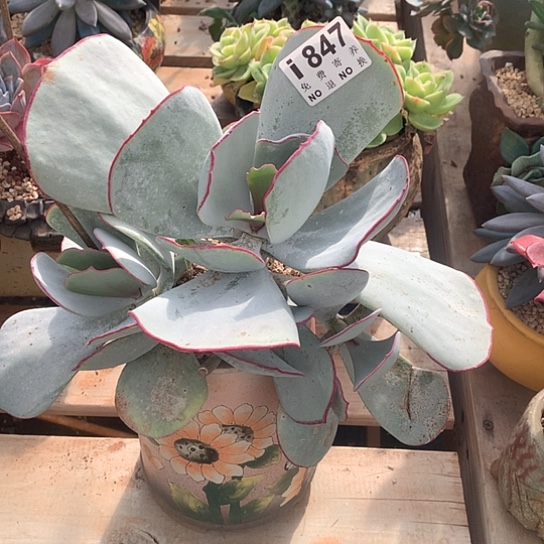 白眉大群847 亏本处理7-8 天发货