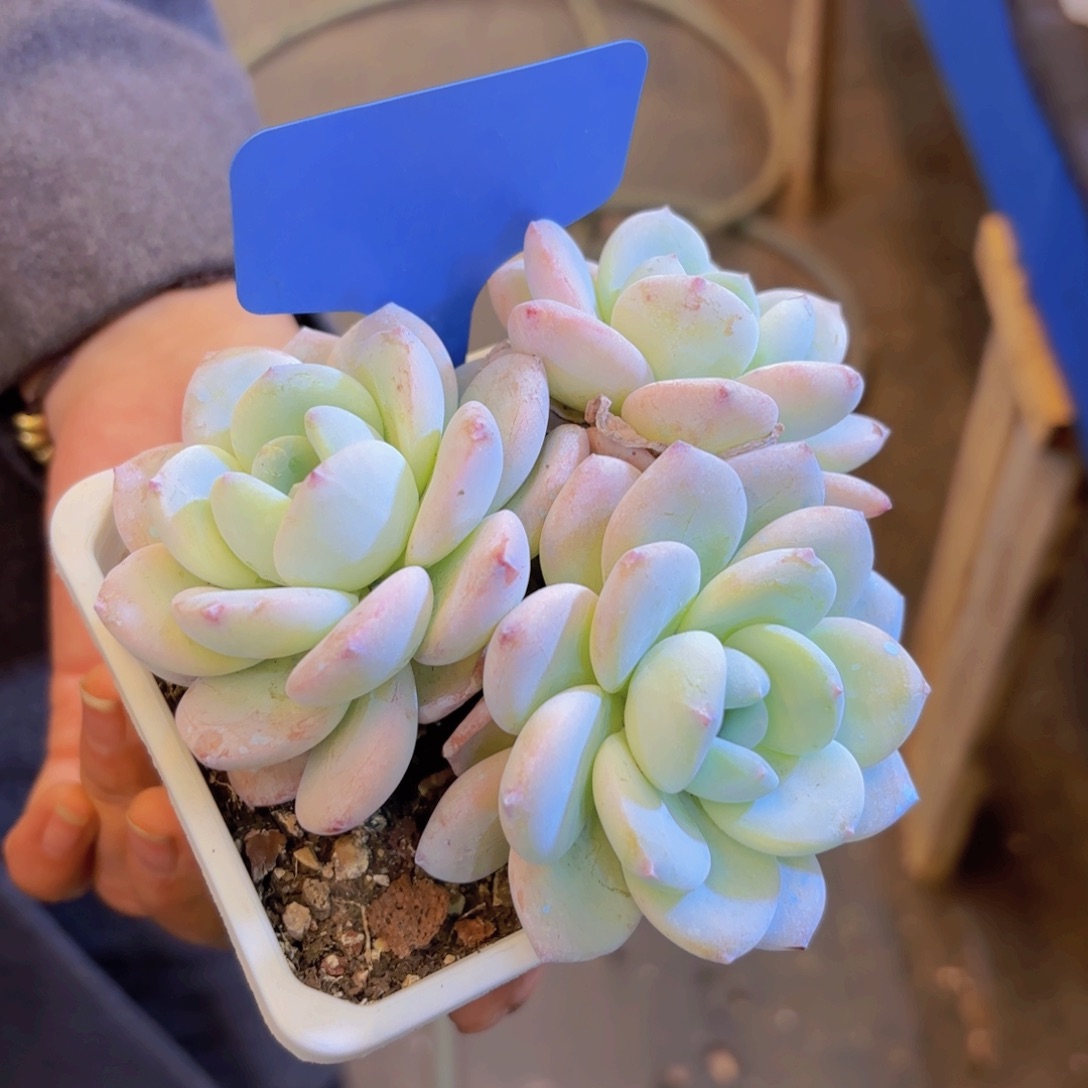 醉***星云南金致家精品多肉