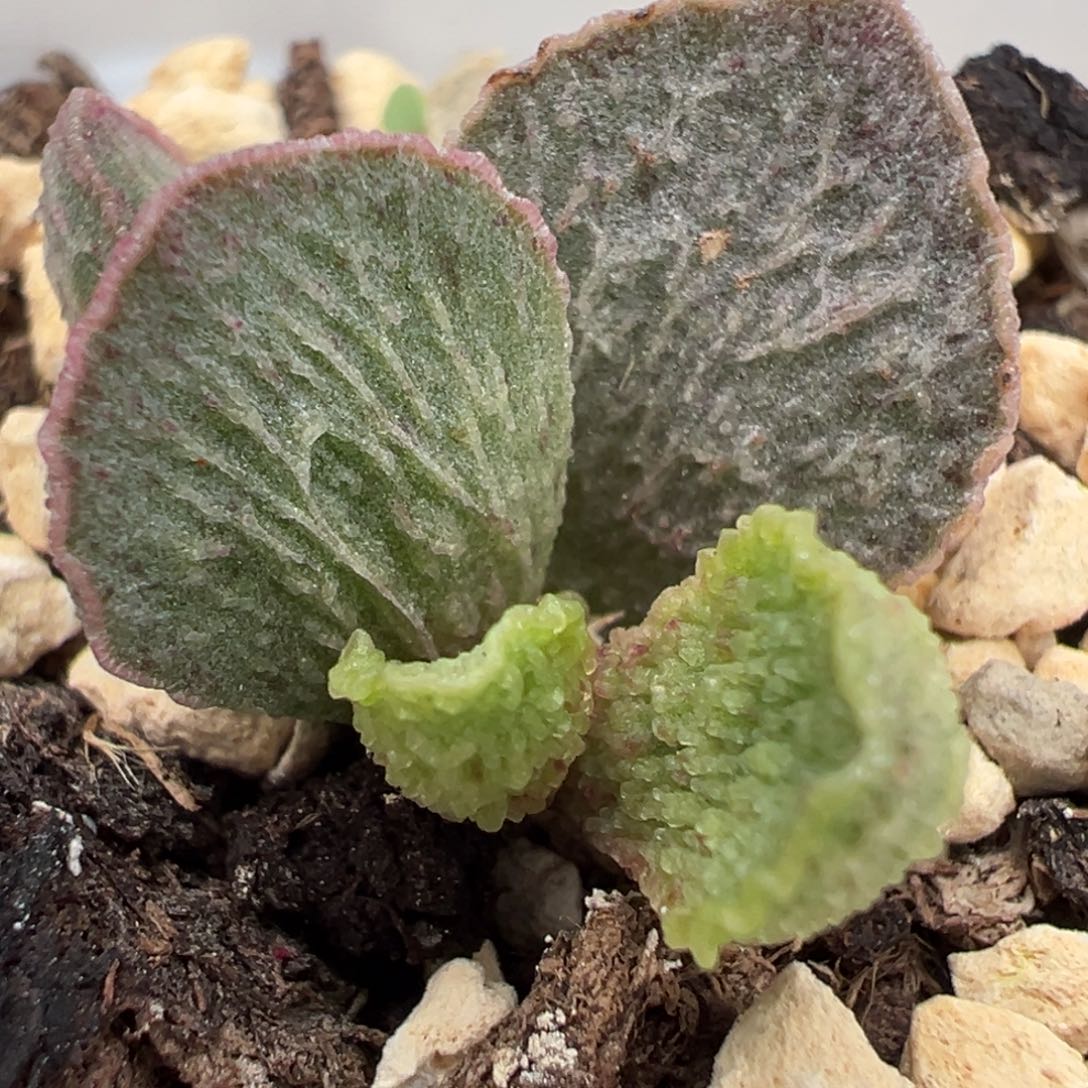 粉色皱边款实生新品大苗多肉植物