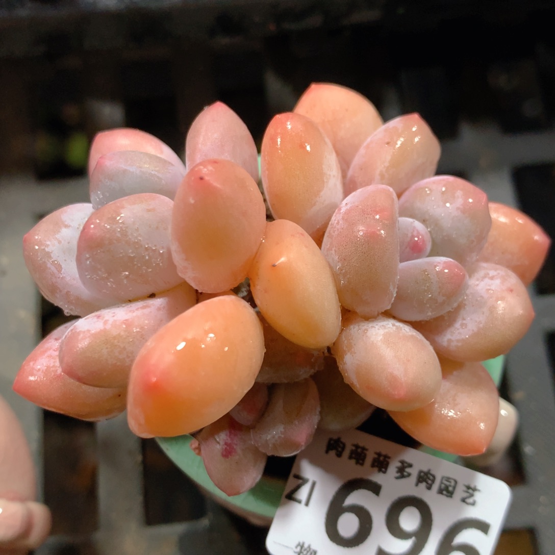 5CM拇指盆精控多肉ZI696