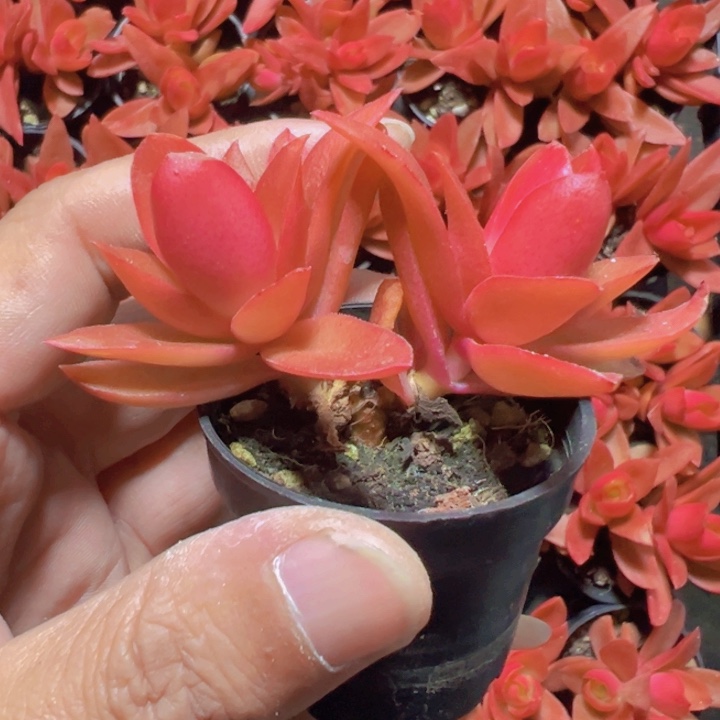 火祭精品多肉植物大战