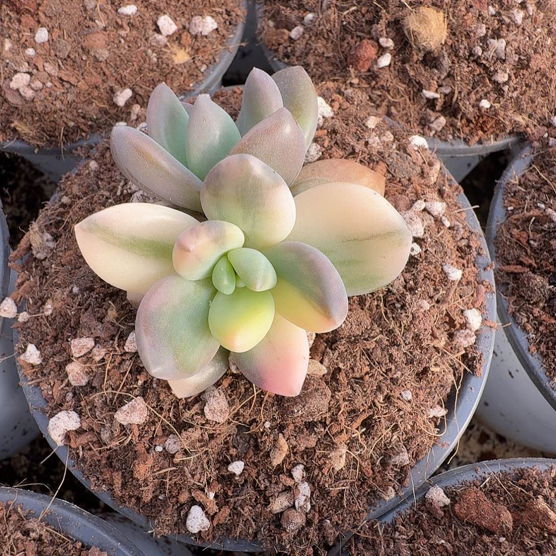 紫丽殿锦111129-301