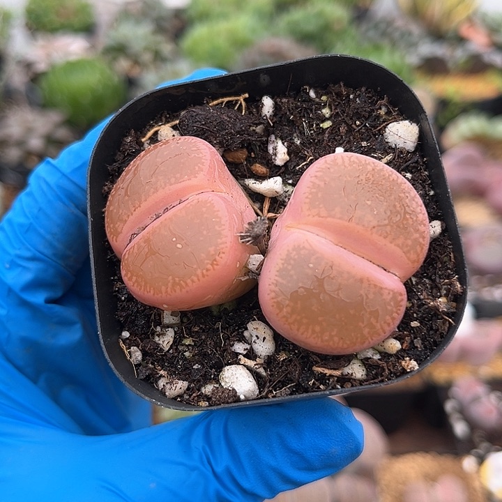 471 日轮粉锦 母本 脱土