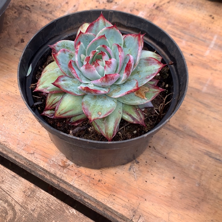 温***窝美肉特价活动开始啦