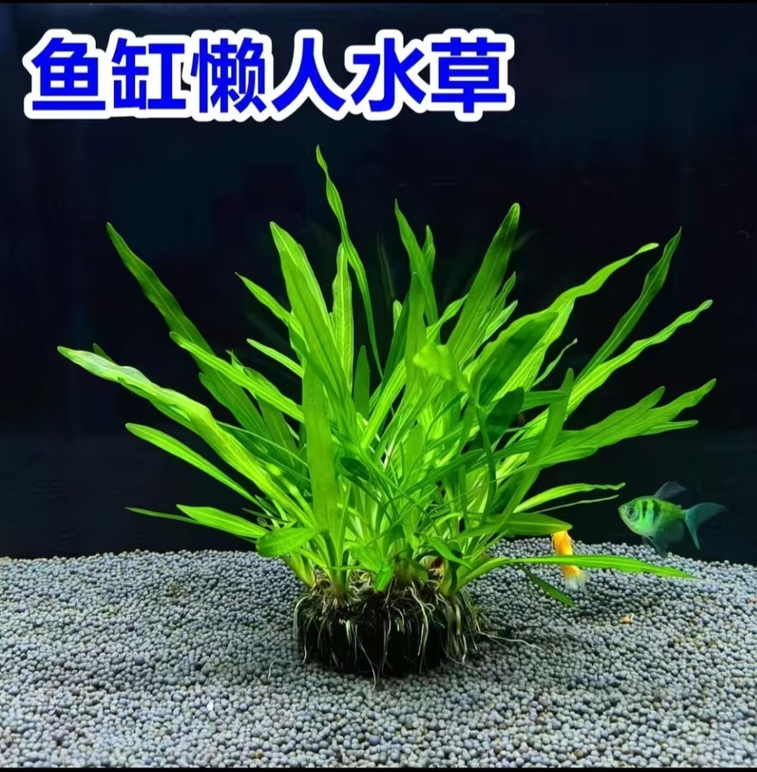 【迷你绿九冠坨草】鱼缸造景阴性植物净化水质适合新手懒人必备