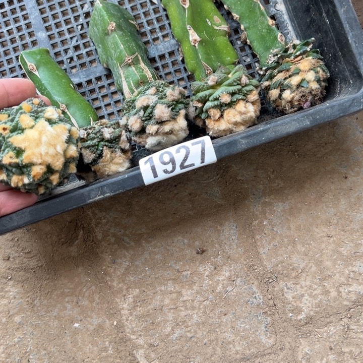 苗接牡丹仙人球组合1927号