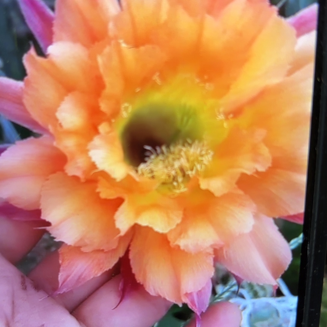 032彩20包邮仙人球1