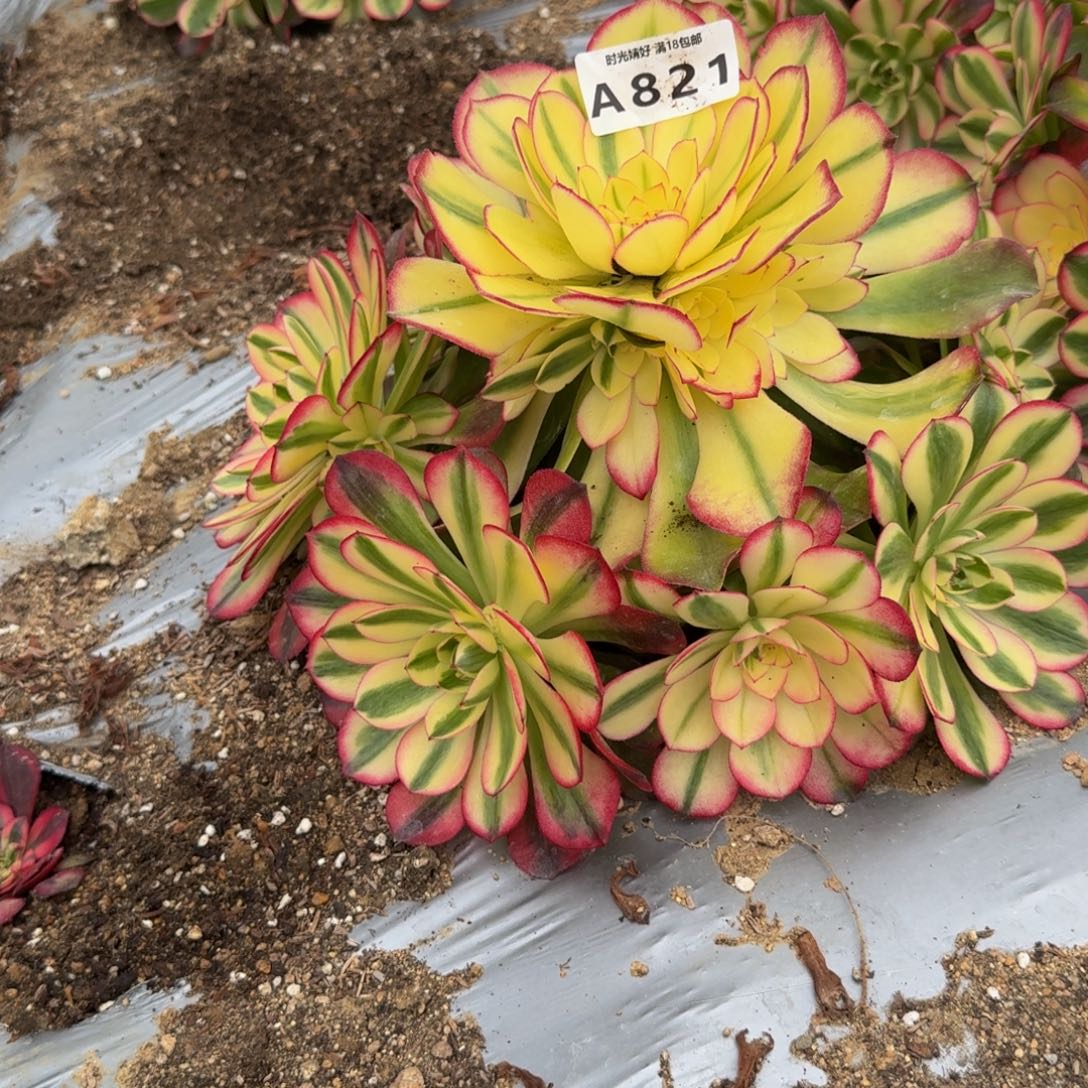 821荔枝。多肉植物