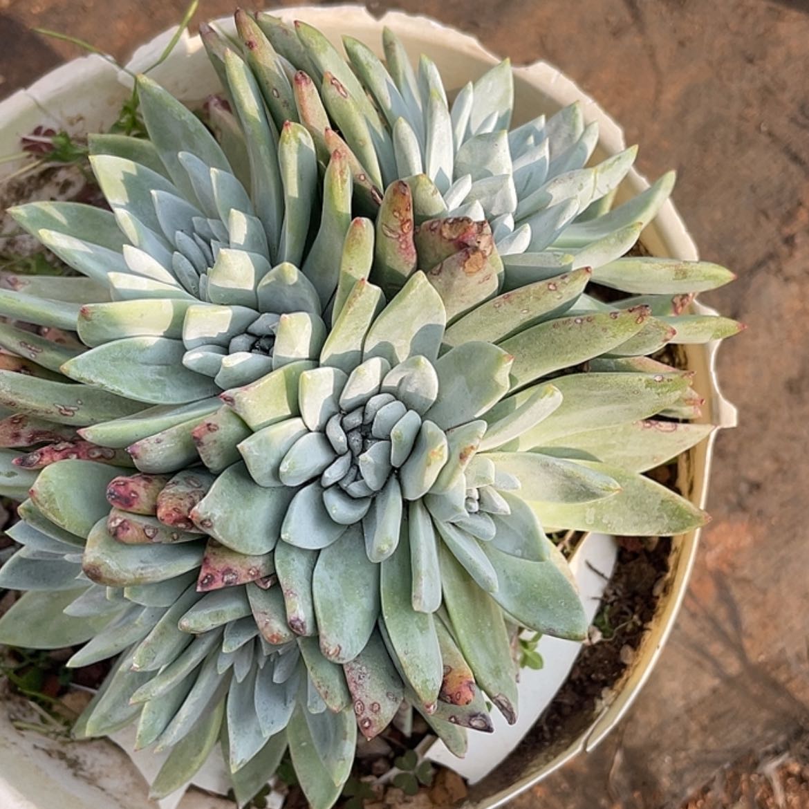 【闪购商品】白菊苹果叶