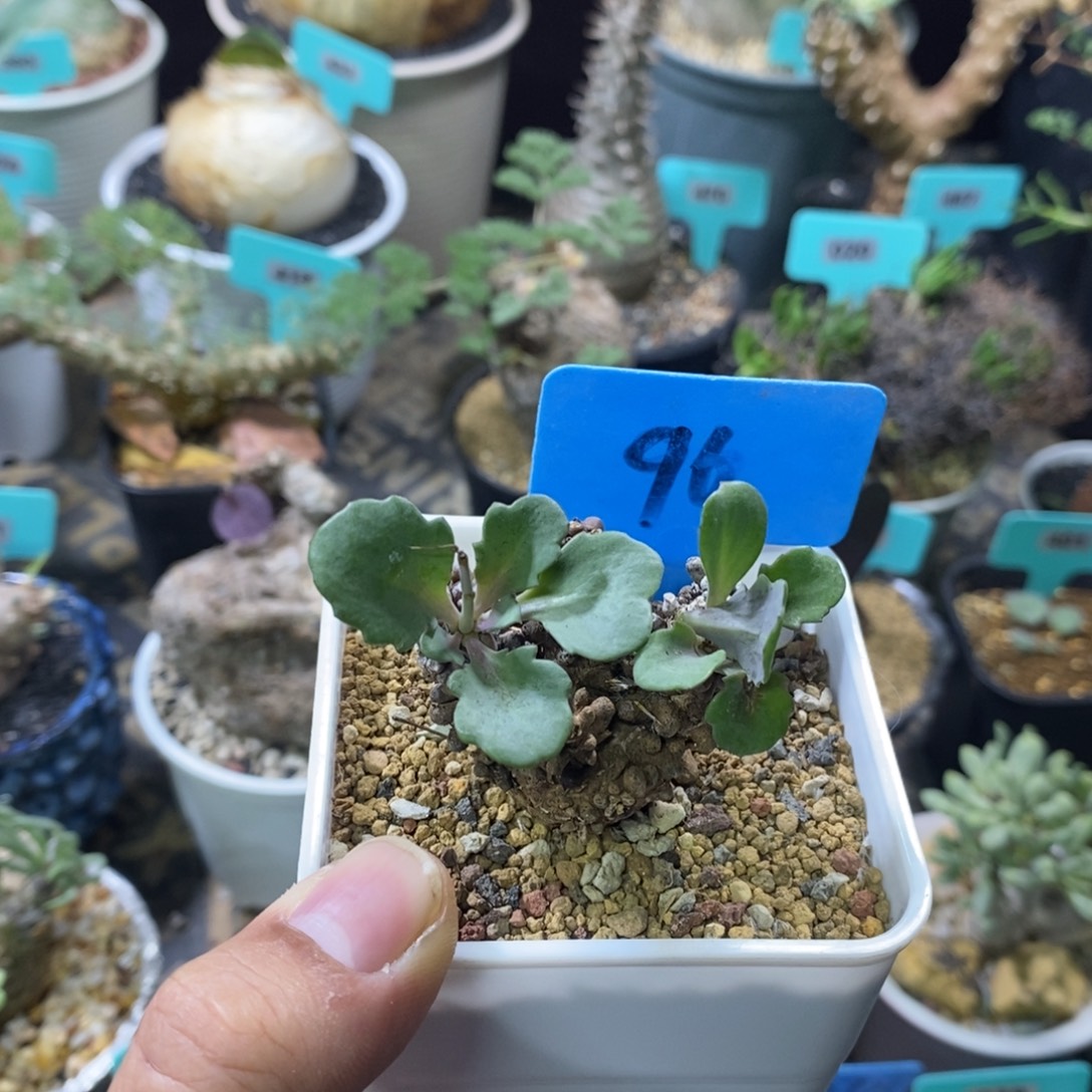 装甲厚炖菊多肉植物