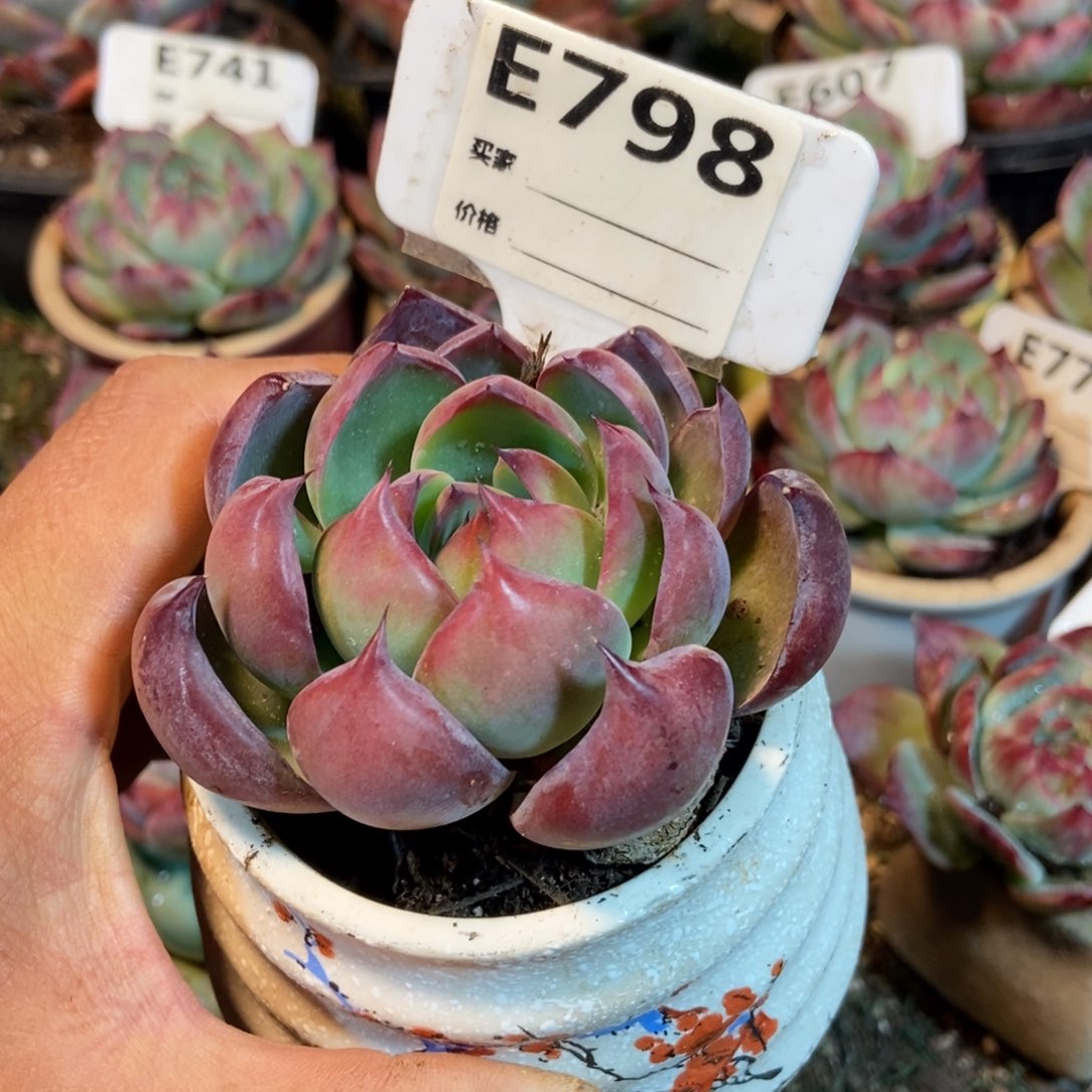 惊鸿一瞥798号多肉