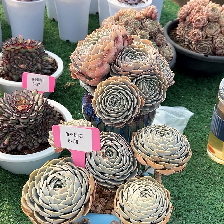 5.58天赐一个脱土