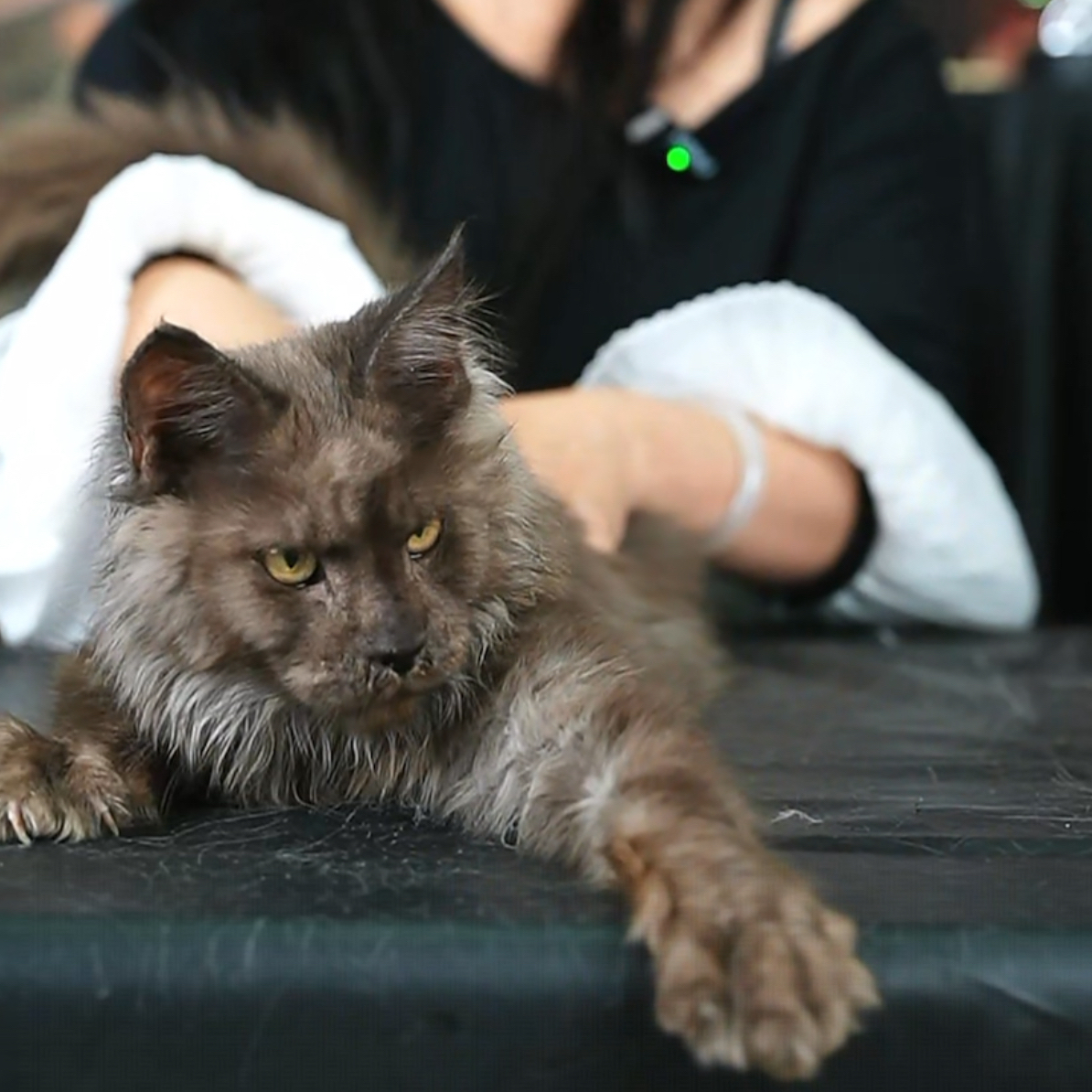 缅因猫，钱多多缅因猫