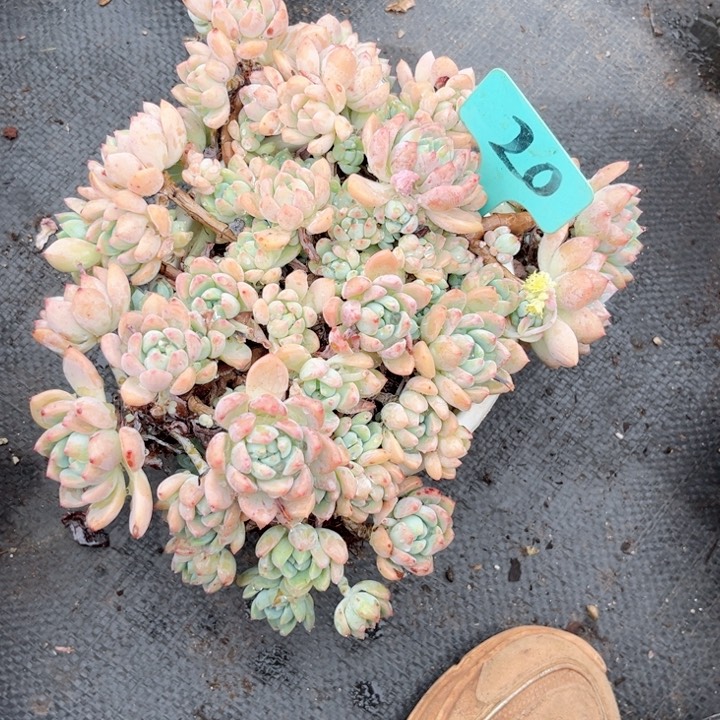 晨语多肉一物一拍20