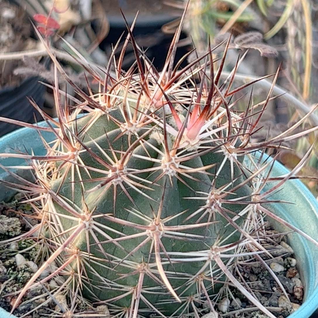 实生 林氏幻虾仙人球